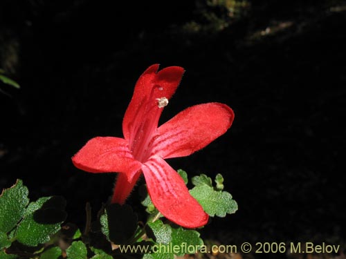 Imágen de Asteranthera ovata (Estrellita). Haga un clic para aumentar parte de imágen.
